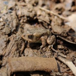 Congaree National Park