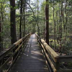 Congaree National Park