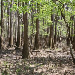 Congaree National Park