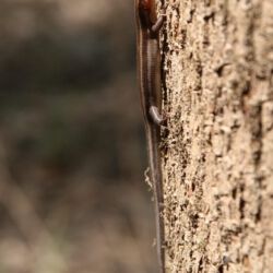 Congaree National Park