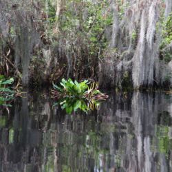 Okefenokee National Wildlife Refuge