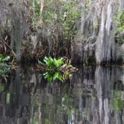 Okefenokee National Wildlife Refuge