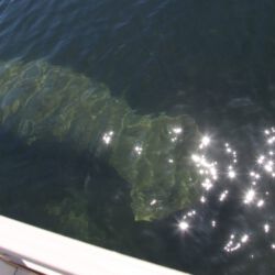 Manatee