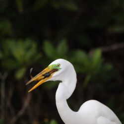 Ding Darling Wildlife Refuge