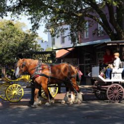 Savannah