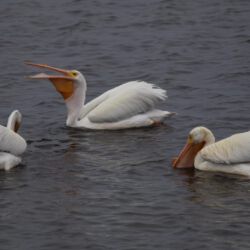 Ding Darling Wildlife Refuge