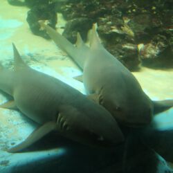 Clearwater Marine Aquarium