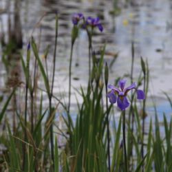 Okefenokee National Wildlife Refuge