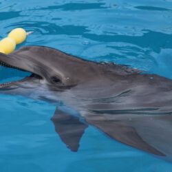 Clearwater Marine Aquarium