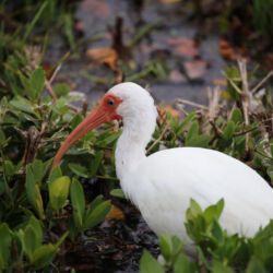 Ding Darling Wildlife Refuge