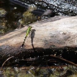 Okefenokee National Wildlife Refuge