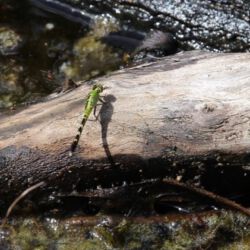Okefenokee National Wildlife Refuge