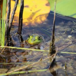 Okefenokee National Wildlife Refuge