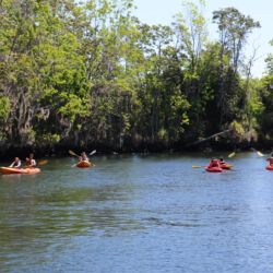 Crystal River National Wildlife Refuge