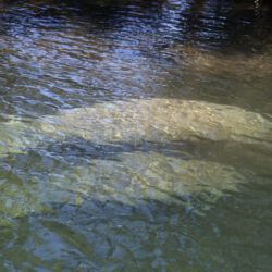 Manatees