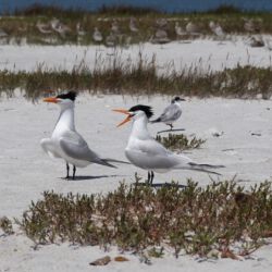 Fort De Soto Park