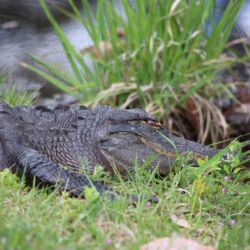 Okefenokee National Wildlife Refuge