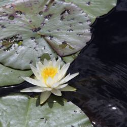 Okefenokee National Wildlife Refuge