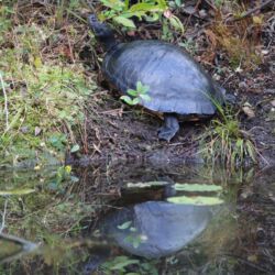 Okefenokee National Wildlife Refuge