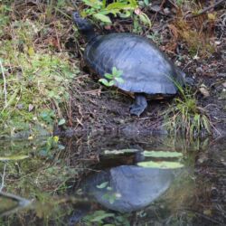 Okefenokee National Wildlife Refuge