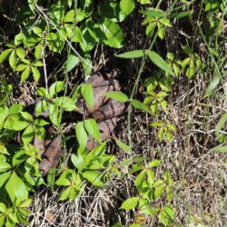 Boyd Hill Nature Preserve