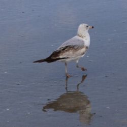 Tybee Island
