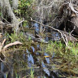 Okefenokee National Wildlife Refuge
