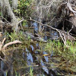 Okefenokee National Wildlife Refuge