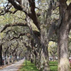 Savannah