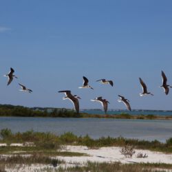 Fort De Soto Park