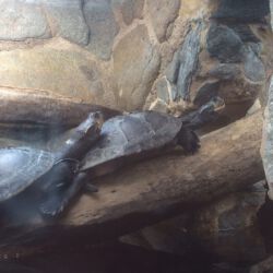 Smithsonian National Zoological Park