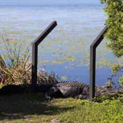 Boyd Hill Nature Preserve