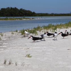 Fort De Soto Park