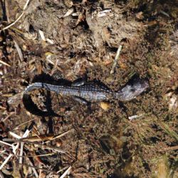 Boyd Hill Nature Preserve