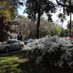 Savannah
