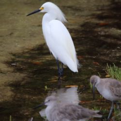 Ding Darling Wildlife Refuge