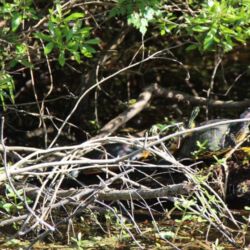 Boyd Hill Nature Preserve