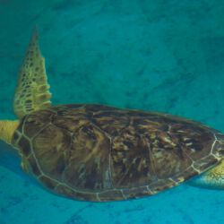 Clearwater Marine Aquarium