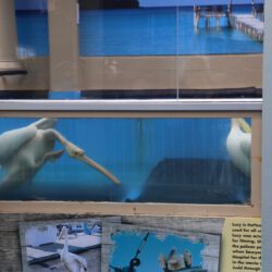Clearwater Marine Aquarium