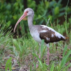 Ding Darling Wildlife Refuge