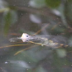 Ding Darling Wildlife Refuge