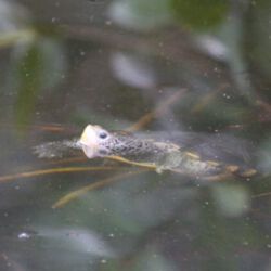 Ding Darling Wildlife Refuge