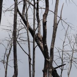 Okefenokee National Wildlife Refuge