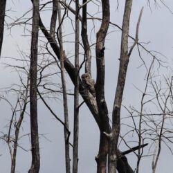 Okefenokee National Wildlife Refuge