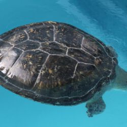 Kranke Meeresschildkröte