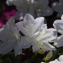 Magnolia Plantation and Gardens