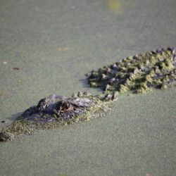 Audubon Swamp Garden