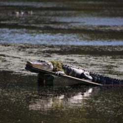 Audubon Swamp Garden