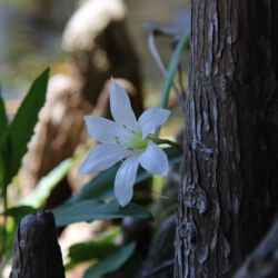 Audubon Swamp Garden