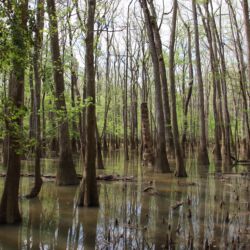 Congaree National Park